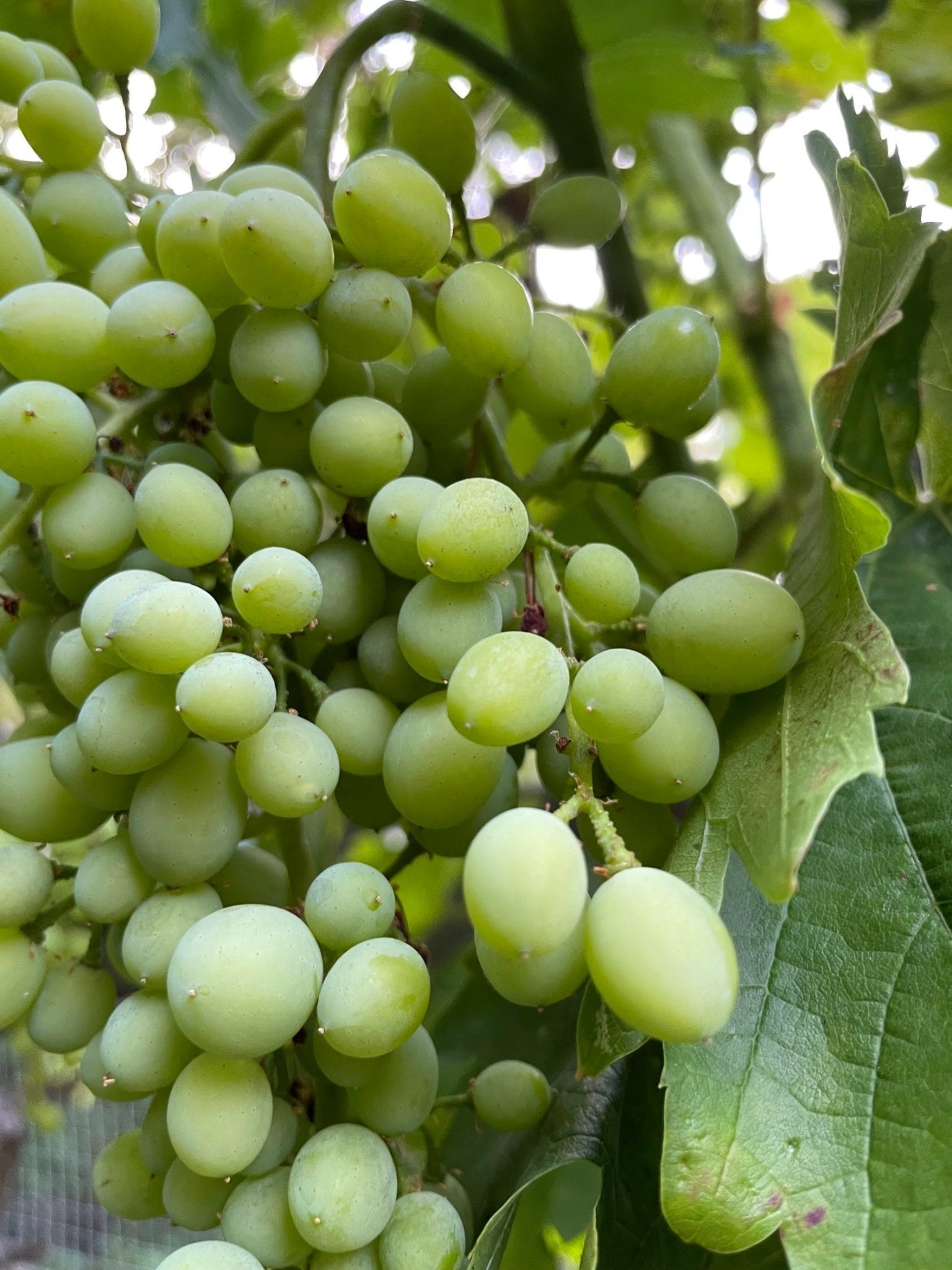 Verjus 101: Everything You Need to Know - Kally